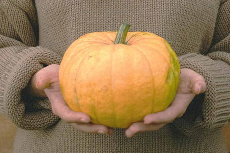 Buffing The Pumpkin